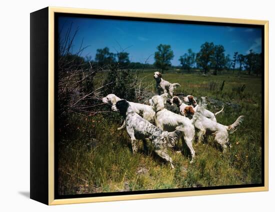 Hunting Dogs on Point-null-Framed Premier Image Canvas