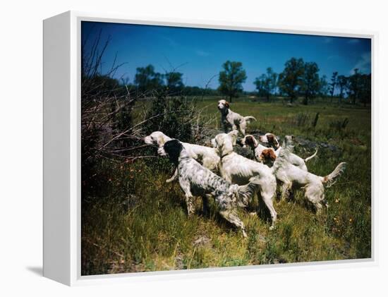 Hunting Dogs on Point-null-Framed Premier Image Canvas