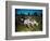 Hunting Dogs on Point-null-Framed Photographic Print