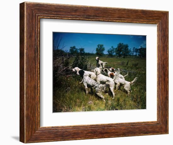 Hunting Dogs on Point-null-Framed Photographic Print