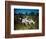 Hunting Dogs on Point-null-Framed Photographic Print