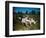 Hunting Dogs on Point-null-Framed Photographic Print