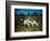 Hunting Dogs on Point-null-Framed Photographic Print