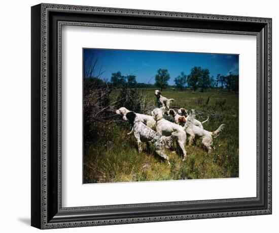Hunting Dogs on Point-null-Framed Photographic Print