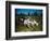 Hunting Dogs on Point-null-Framed Photographic Print