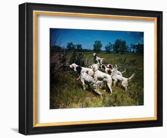 Hunting Dogs on Point-null-Framed Photographic Print