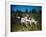 Hunting Dogs on Point-null-Framed Photographic Print