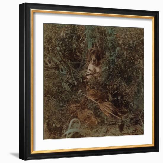 'Hunting in Western prairie country, a covey of quail and a pointer - in corn stubble', 1903-Elmer Underwood-Framed Photographic Print