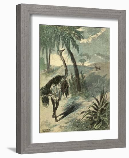 Hunting Ostrich-Oswald Levens-Framed Art Print