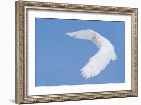 Hunting Snowy Owl-Mircea Costina-Framed Giclee Print