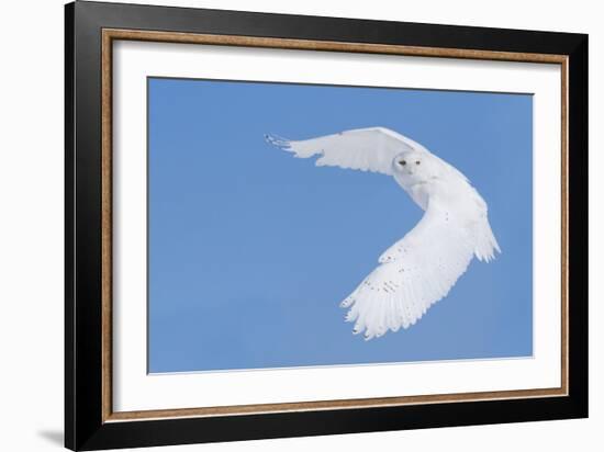 Hunting Snowy Owl-Mircea Costina-Framed Giclee Print