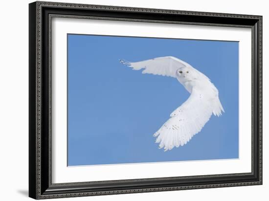 Hunting Snowy Owl-Mircea Costina-Framed Giclee Print