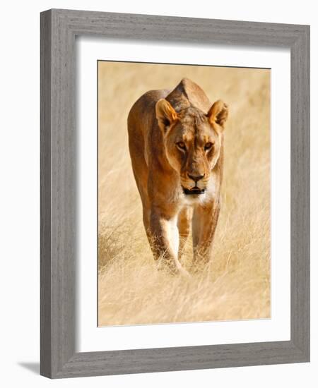 Huntress, Etosha, 2018-Eric Meyer-Framed Photographic Print