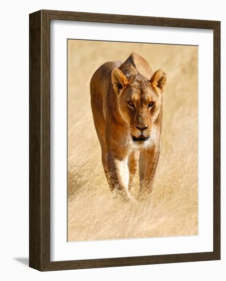 Huntress, Etosha, 2018-Eric Meyer-Framed Photographic Print