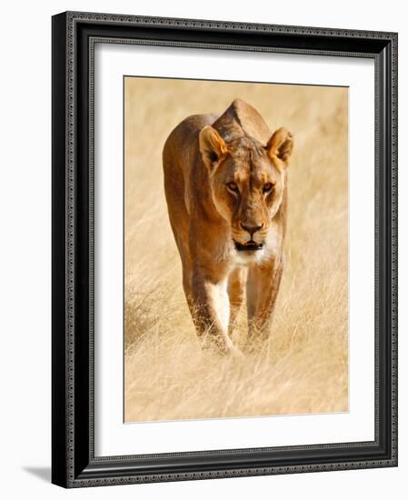 Huntress, Etosha, 2018-Eric Meyer-Framed Photographic Print