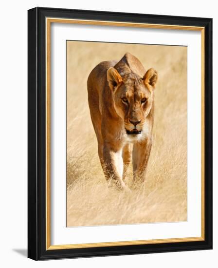 Huntress, Etosha, 2018-Eric Meyer-Framed Photographic Print