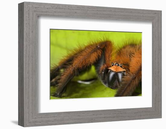 Huntsman spider (Megaloremmius leo)  Andasibe, Madagascar. Endemic species-Emanuele Biggi-Framed Photographic Print