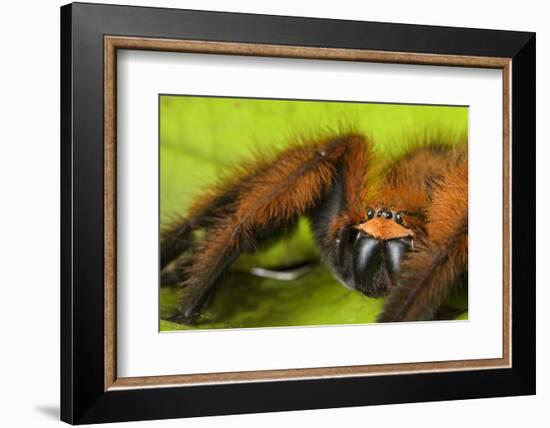 Huntsman spider (Megaloremmius leo)  Andasibe, Madagascar. Endemic species-Emanuele Biggi-Framed Photographic Print