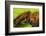 Huntsman spider (Megaloremmius leo)  Andasibe, Madagascar. Endemic species-Emanuele Biggi-Framed Photographic Print