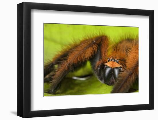 Huntsman spider (Megaloremmius leo)  Andasibe, Madagascar. Endemic species-Emanuele Biggi-Framed Photographic Print