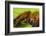 Huntsman spider (Megaloremmius leo)  Andasibe, Madagascar. Endemic species-Emanuele Biggi-Framed Photographic Print