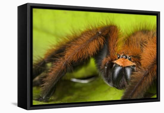 Huntsman spider (Megaloremmius leo)  Andasibe, Madagascar. Endemic species-Emanuele Biggi-Framed Premier Image Canvas