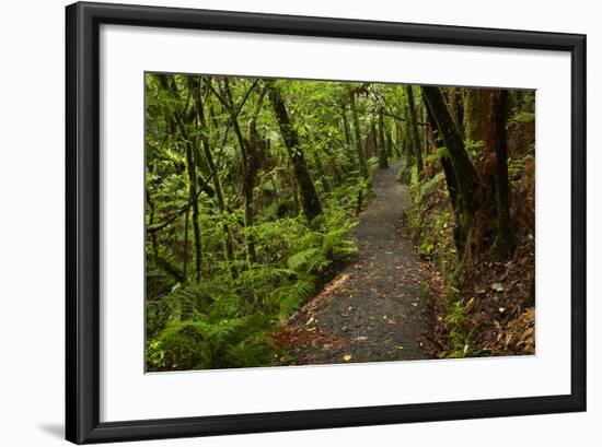 Hunua Falls Loop Track, Hunua Rabges, Auckland, North Island, New Zealand-David Wall-Framed Photographic Print