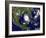 Hurricane Katrina-Stocktrek Images-Framed Photographic Print