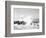 Hurricanes 1950-1957-Jim Kerlin-Framed Photographic Print