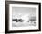 Hurricanes 1950-1957-Jim Kerlin-Framed Photographic Print