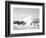 Hurricanes 1950-1957-Jim Kerlin-Framed Photographic Print