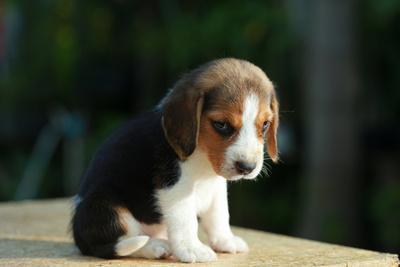 beagle p