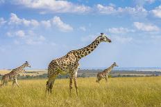 Trio Giraffes-Husain Alfraid-Mounted Photographic Print