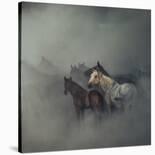 Tired Horses-Huseyin Ta?k?n-Stretched Canvas
