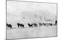 Photographic Print