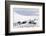 Husky Dog Sled Operation-Louise Murray-Framed Photographic Print