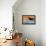 Husky Dog-Angus Mcbride-Framed Premier Image Canvas displayed on a wall