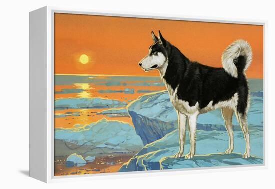 Husky Dog-Angus Mcbride-Framed Premier Image Canvas
