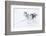 Husky Dogs, Longyearbyen, Spitsbergen, Svalbard, Arctic Circle, Norway, Scandinavia-Stephen Studd-Framed Photographic Print