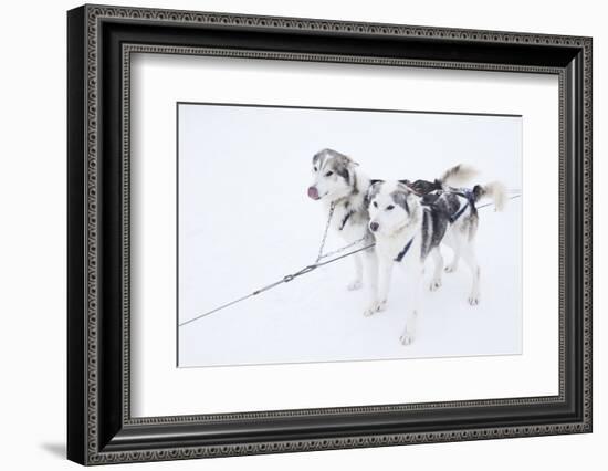 Husky Dogs, Longyearbyen, Spitsbergen, Svalbard, Arctic Circle, Norway, Scandinavia-Stephen Studd-Framed Photographic Print