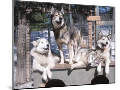SIBERIAN HUSKY ESKIMO SLED DOG TEAM GREAT DOG PRINT MOUNTED READY TO FRAME