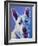 Husky - Joaquin-Dawgart-Framed Giclee Print