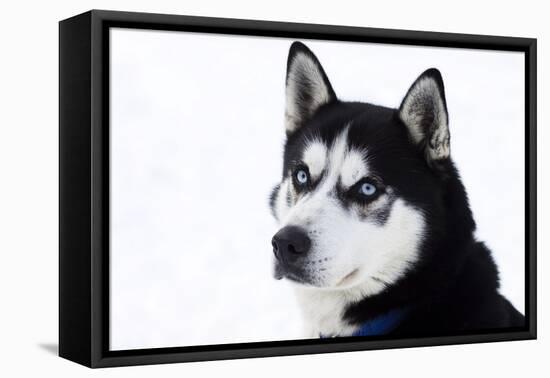 Husky Portrait-melis-Framed Premier Image Canvas