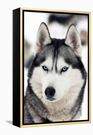 Husky Portrait-melis-Framed Premier Image Canvas