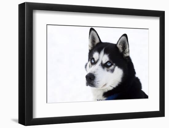 Husky Portrait-melis-Framed Photographic Print