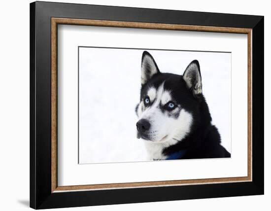 Husky Portrait-melis-Framed Photographic Print