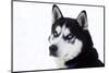 Husky Portrait-melis-Mounted Photographic Print