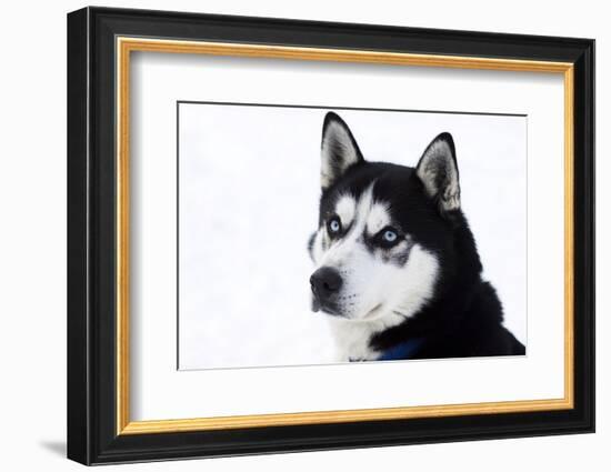 Husky Portrait-melis-Framed Photographic Print