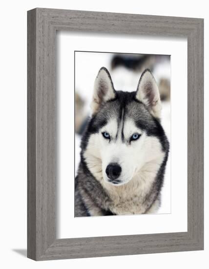 Husky Portrait-melis-Framed Photographic Print