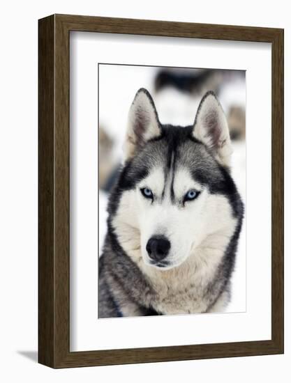 Husky Portrait-melis-Framed Photographic Print